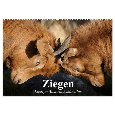 Ziegen. Lustige Ausbruchskünstler (Wandkalender 2027 DIN A2 quer), CALVENDO Monatskalender