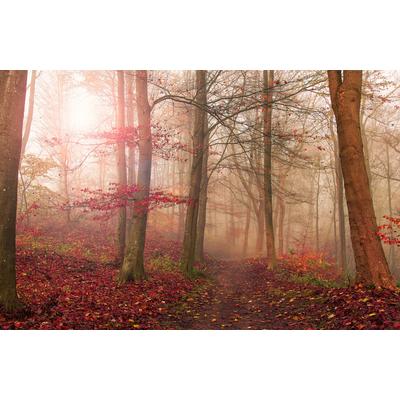 Fototapete PAPERMOON "Photo-Art LEIF LONDAL, WALDSZENE IM NOVEMBER", bunt, B:4,5m L:2,8m, Vlies, Tapeten