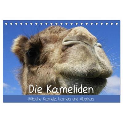 Die Kameliden. Hübsche Kamele, Lamas und Alpakas (Tischkalender 2026 DIN A5 quer), CALVENDO Monatskalender