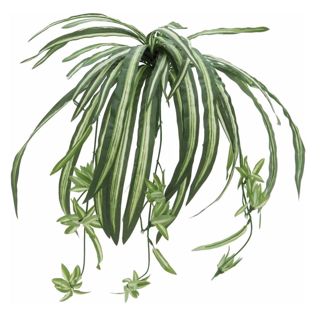 Europalms Grünlilie (60 cm) (82505721)