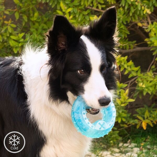 Juguete Mordedor Congelable "2-EN-1" Glubiz para Mascotas - INNOVAGOODS