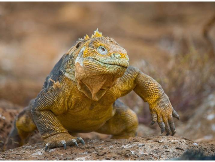 Fototapete PAPERMOON Galapagos-Leguan , bunt, B:4m L:2,6m, Vlies, Tapeten, Fototapete