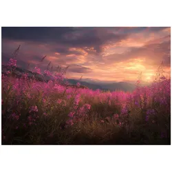 FOTOTAPETE Blumen Wiese Rosa 400x280 cm