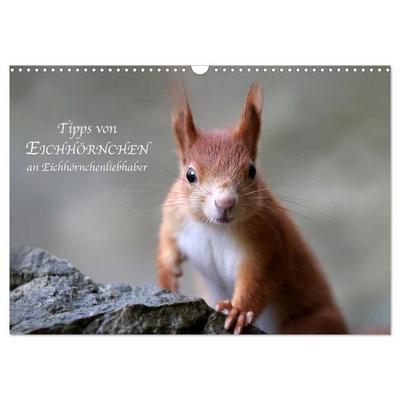Tipps von Eichhörnchen an Eichhörnchenliebhaber (Wandkalender 2026 DIN A3 quer), CALVENDO Monatskalender