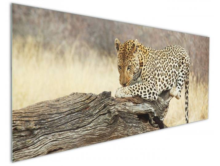 Wallario Küchenrückwand Leopard auf Baumstamm in Afrika, (1-tlg)