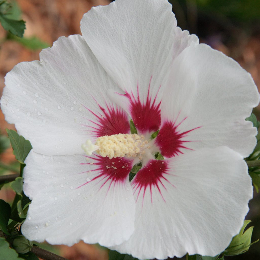 2 x Tuinhibiscus Hibiscus syriacus Red Heart in pot, 40-60 cm van Arborix