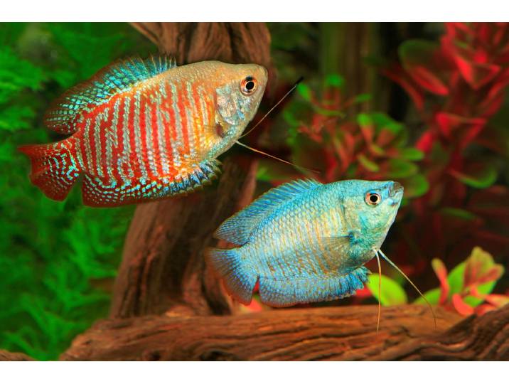 Fototapete PAPERMOON UNTERWASSER-WELT-GOURAMI FISCHE KORALLE SEE MEER TIERE , bunt, B:2m L:1,49m, Vlies, Tapeten, Fototapete