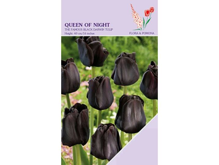 Tulp Queen of Night 8 bollen
