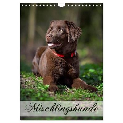 Mischlingshunde (Wandkalender 2027 DIN A4 hoch), CALVENDO Monatskalender