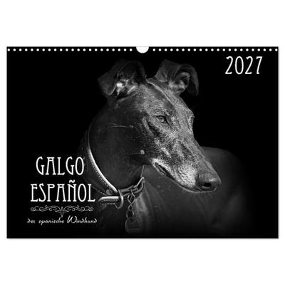 Galgo Español - der spanische Windhund 2027 (Wandkalender 2027 DIN A3 quer), CALVENDO Monatskalender