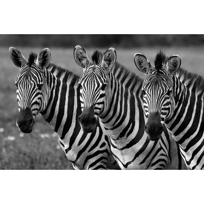 Fototapete PAPERMOON "Zebras Schwarz & Weiß", bunt, B:2,5m L:1,9m, Vlies, Tapeten