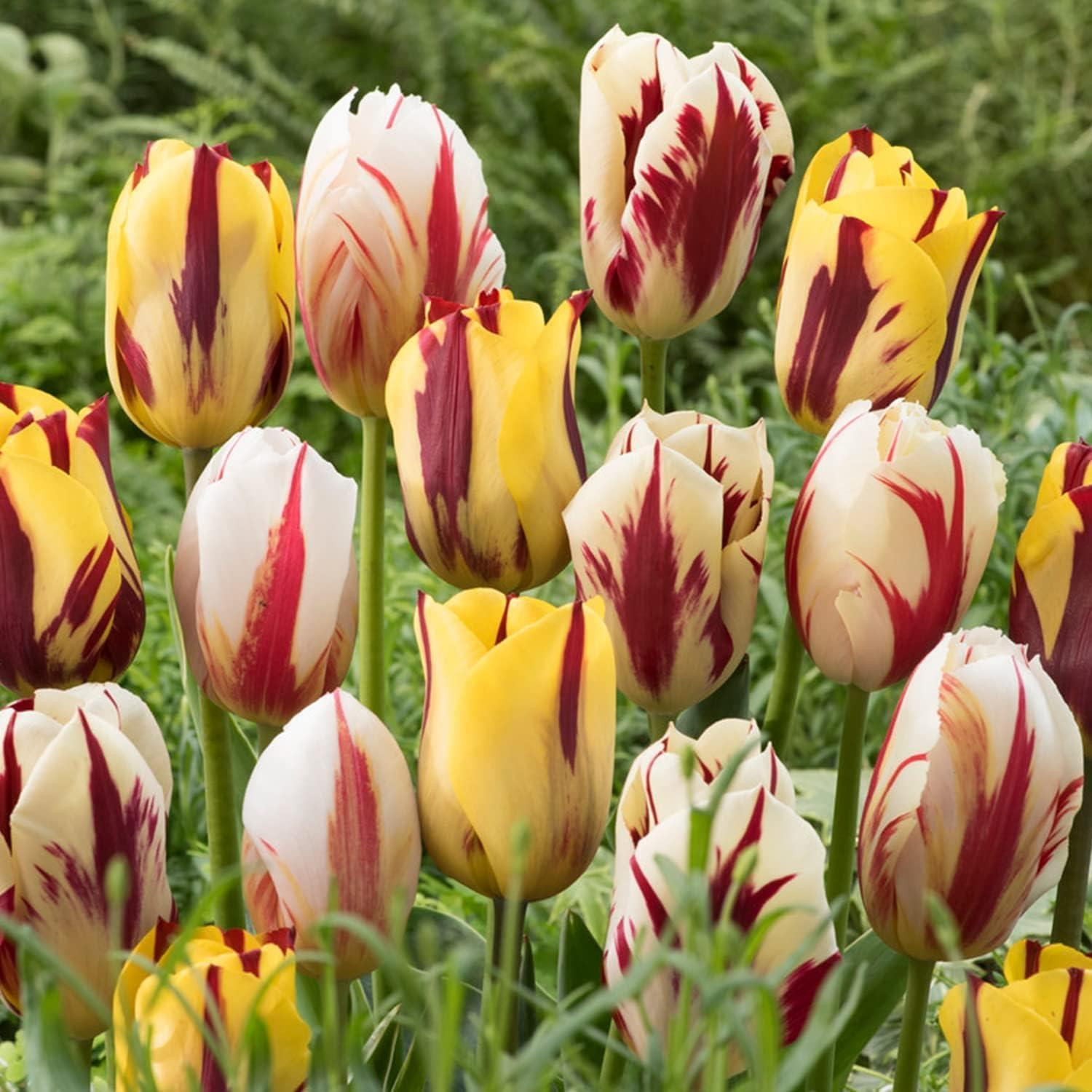 Dutch Bulbs Rembrandt collectie winterharde meerjarige tulpenbollen - 20 stuks