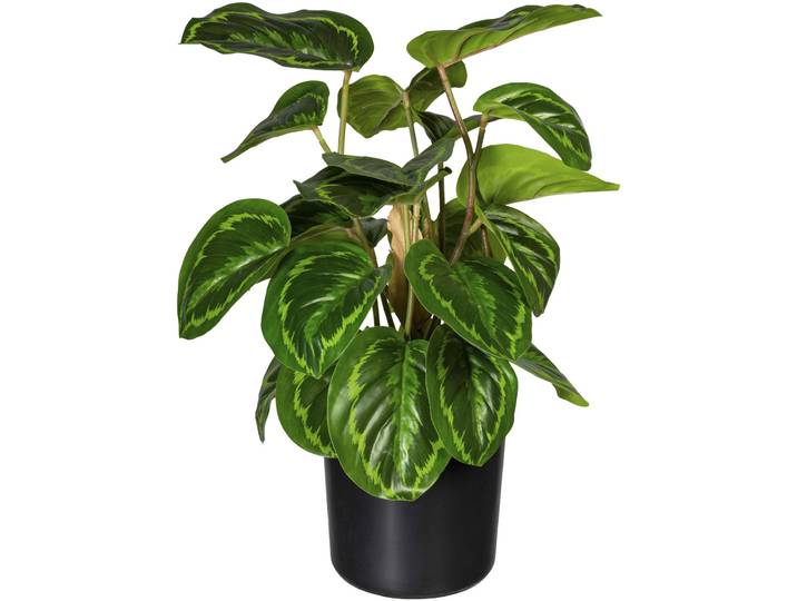 Künstliche Zimmerpflanze CREATIV GREEN Maranta , grün, H:45cm, Kunststoff, Kunstpflanzen, Künstliche Zimmerpflanze