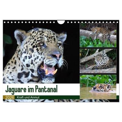 Jaguare im Pantanal (Wandkalender 2026 DIN A4 quer), CALVENDO Monatskalender