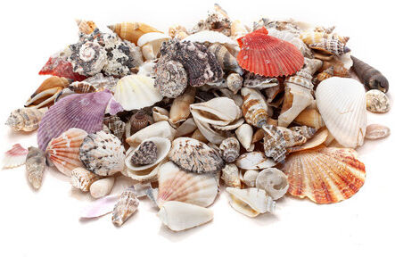Echte Muschelschalen, 1–6 cm, 1 kg