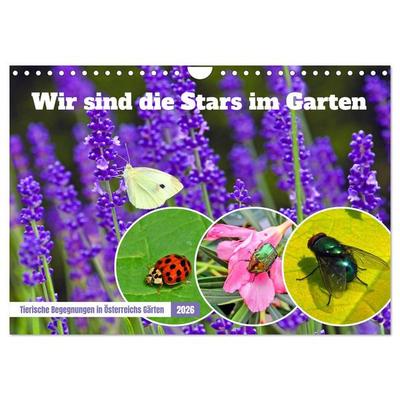 Wir sind die Stars im Garten (Wandkalender 2026 DIN A4 quer), CALVENDO Monatskalender