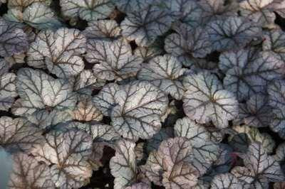 6 x Heuchera hybr. Cinnabar Silver purperbloemige plant - Pot van 9 x 9 cm - GRDplanten