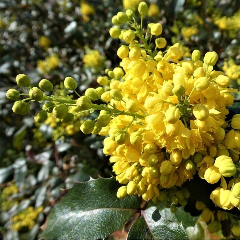 2 x Mahonia aquifolium Mahonie in pot, 30-50 cm