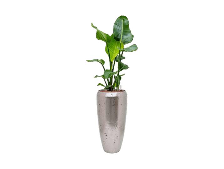 Pflanzen Arrangement „Strelitzia nicolai in Opus Raw“ Baq Design