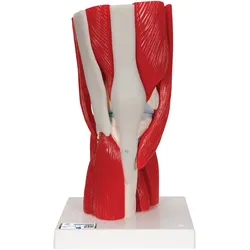 Kniegelenkmodell mit abnehmbaren Muskeln, 12-teilig - 3B Smart Anatomy