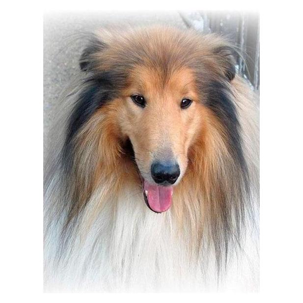 Norimpex 5D-Diamantmosaik - Lassie 40x30cm (54613475)