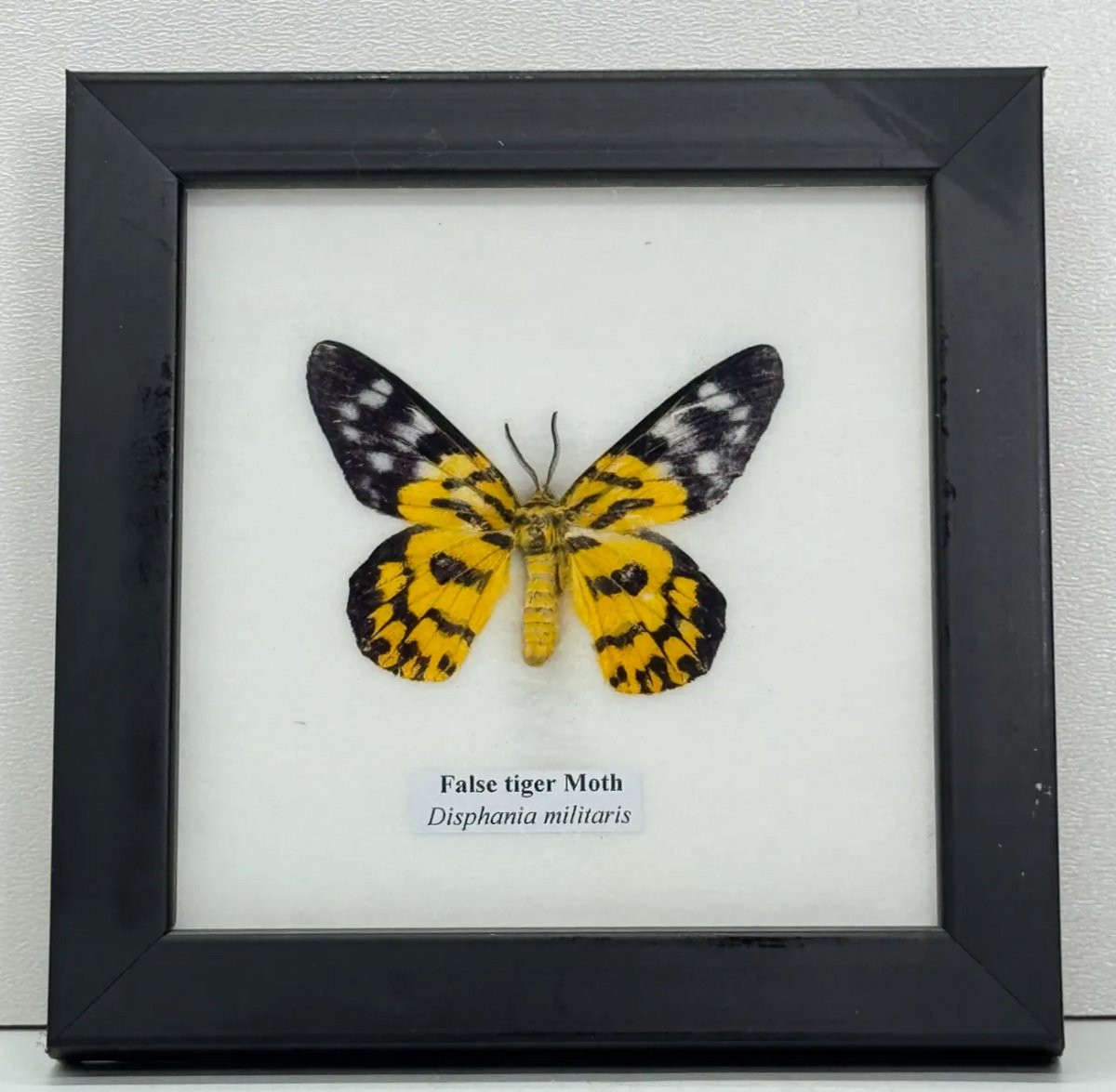 Western Deco False Tiger Moth vlinder in lijst, 12,5 x 12,5 cm