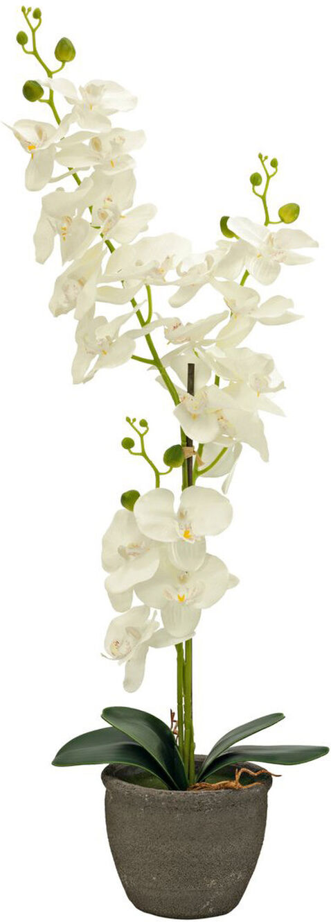 Europalms Orchidee, Kunstpflanze, Cremefarben, 80cm