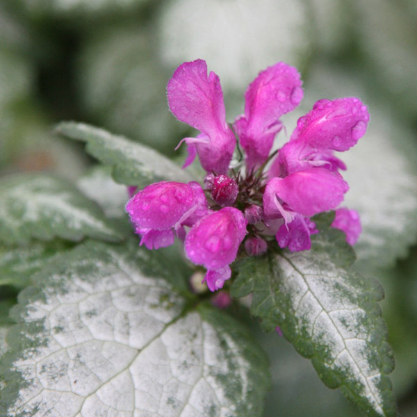 6 x Lamium maculatum Beacon Silver Vingerhoedskruid, Pot van 9x9 cm