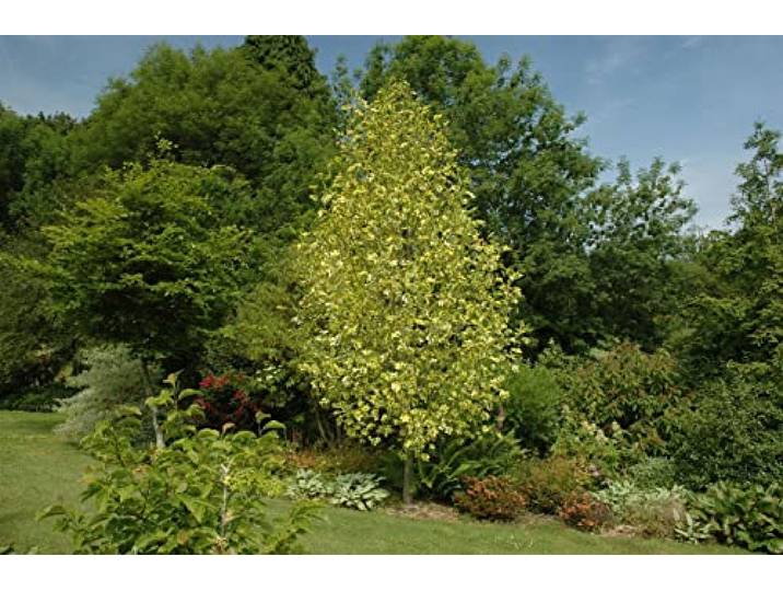 Tulpenbaum 'Aureomarginatum' 150-175 cm Topf Liriodendron tulipifera Goldrand-Blätter, sommergrün, Wuchshöhe bis 20 m, gelbgrüne Blüten Mai-Juni, sonniger Standort, winterhart bis -23 °C