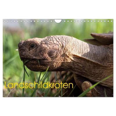 Landschildkröten (Wandkalender 2027 DIN A4 quer), CALVENDO Monatskalender
