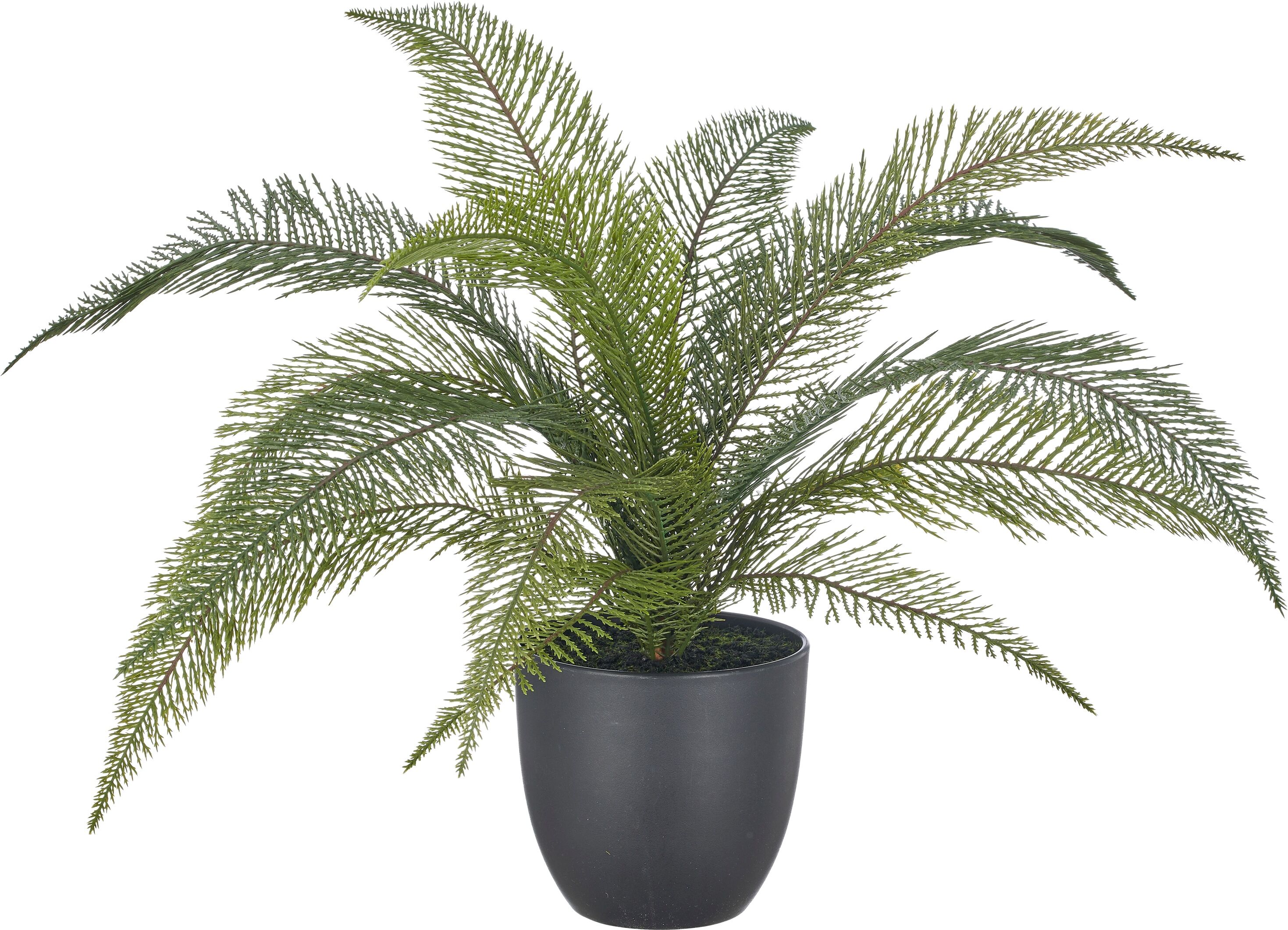 Kunstpflanze CREATIV GREEN "Farn Alsophila australis", grün, B:60cm H:50cm Ø:60cm, Obermaterial: 100% Kunststoff, Kunstpflanzen, Kunstpflanze, mit naturgetreuen Farnwedeln