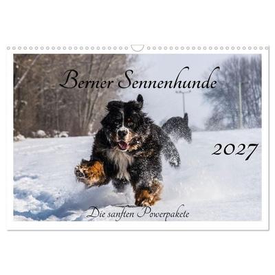 Berner Sennenhunde - Die sanften Powerpakete (Wandkalender 2027 DIN A3 quer), CALVENDO Monatskalender