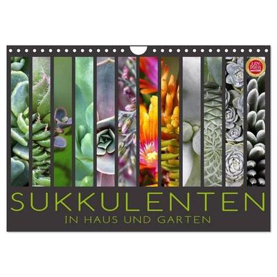 Sukkulenten in Haus und Garten (Wandkalender 2026 DIN A4 quer), CALVENDO Monatskalender