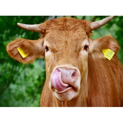 CALVENDO Puzzle Bitte nicht nachmachen ! 2000 Teile Puzzle quer | 2000 Teile Lege-Größe 90 × 67 cm Foto-Puzzle für glückliche Stunden