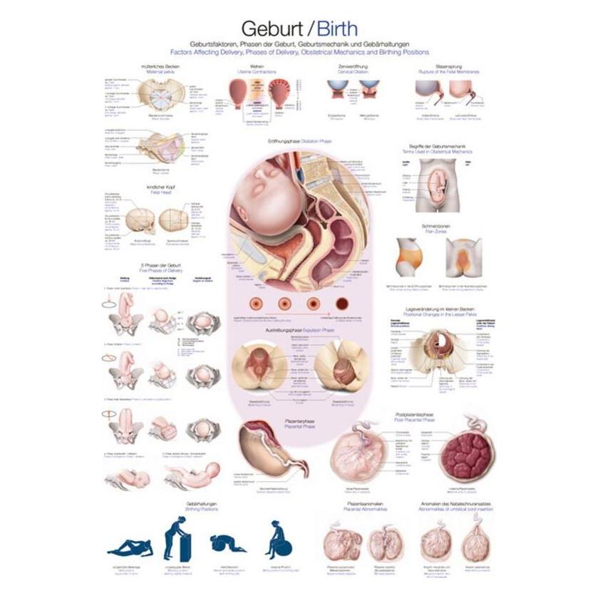 Erler Zimmer Lehrtafel Geburt, 50x70 cm (EZ-AL519)