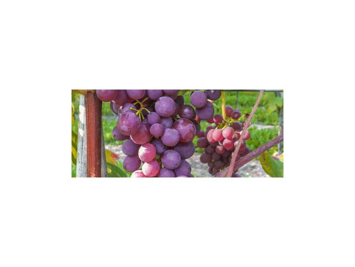 Robustarebe® Vanessa rosé kernarm 100-120 cm inklusive Topf