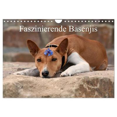 Faszinierende Basenjis (Wandkalender 2027 DIN A4 quer), CALVENDO Monatskalender