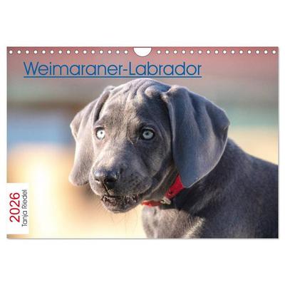 Weimaraner-Labrador (Wandkalender 2026 DIN A4 quer), CALVENDO Monatskalender