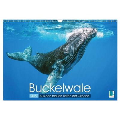 Buckelwale: Aus den blauen Tiefen der Ozeane (Wandkalender 2027 DIN A3 quer), CALVENDO Monatskalender