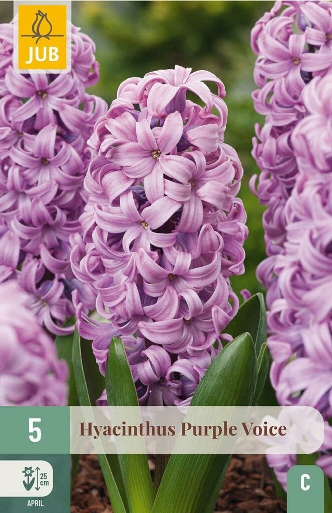 Hyacint Purple Voice 5 bollen
