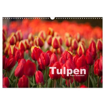 Tulpen (Wandkalender 2027 DIN A3 quer), CALVENDO Monatskalender