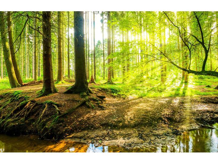 Fototapete PAPERMOON WALD IM FRÜHLING SONNENLICHT , bunt, B:2,5m L:1,86m, Vlies, Tapeten, Fototapete