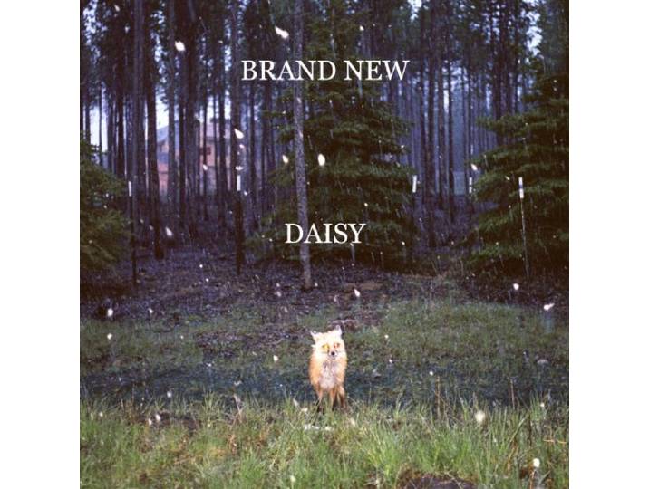 Daisy