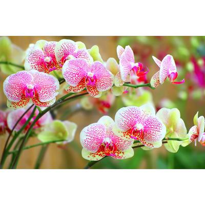 Papermoon "ORCHIDEEN-BLUME PFLANZE BLÜTE MAKRO NATUR MUSTER DEKOR"