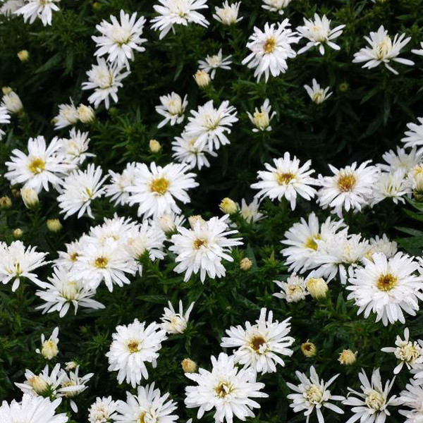 6 x Aster Kristina in pot van 9x9 cm door Arborix