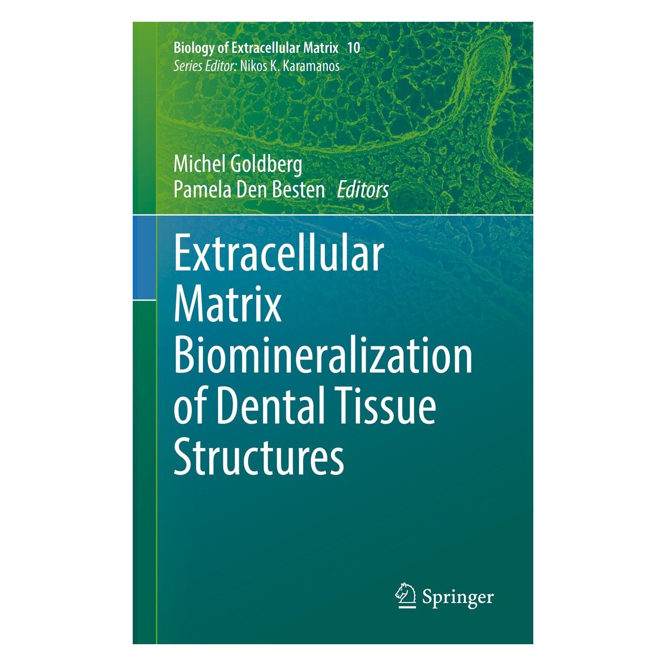 Springer Extracellular Matrix Biomineralization of Dental Tissue Structures (Englisch, Hardcover, Michel Goldberg, Pamela Den Besten) (9783030762827)