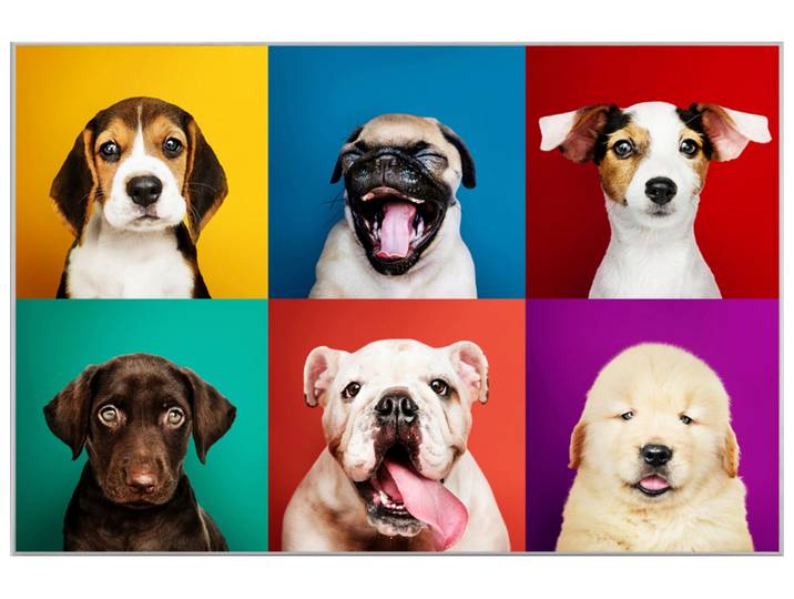 Bild mit Rahmen Lustige Hunde image LAND