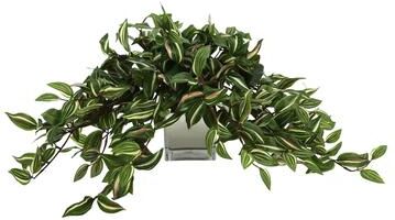 Creative Labs Ivy Arrangement in a Square Glass Pot - Green