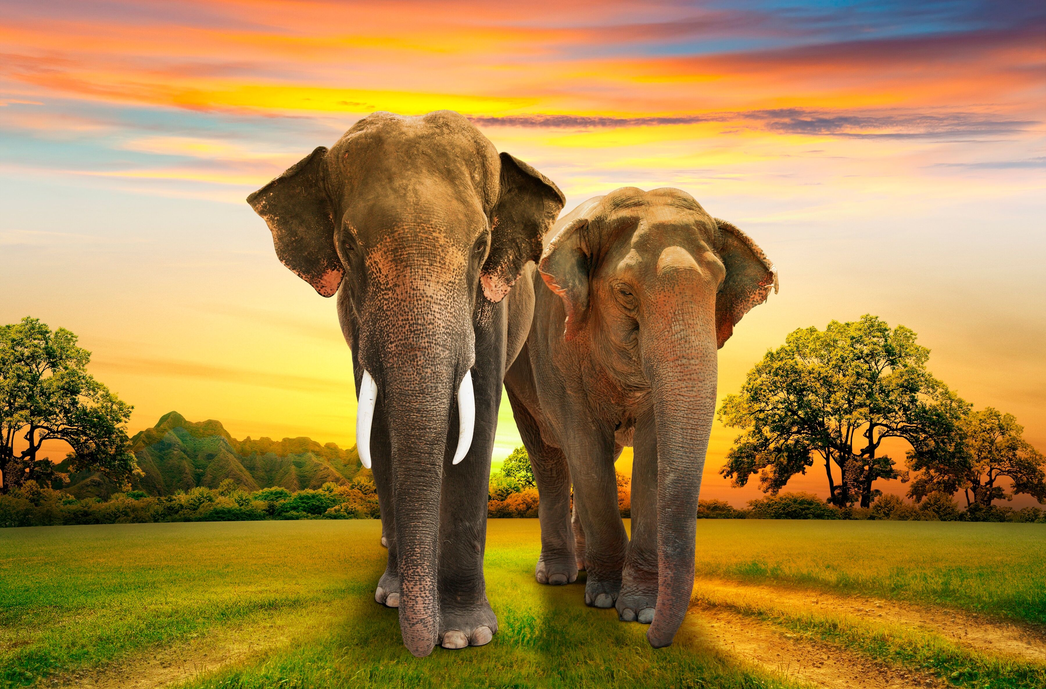 Fototapete PAPERMOON "Elephants Family", bunt, B:5m L:2,8m, Vlies, Tapeten, Fototapete bunt B/L: 5m x 2,8m, Bahnen: 10 Stk.