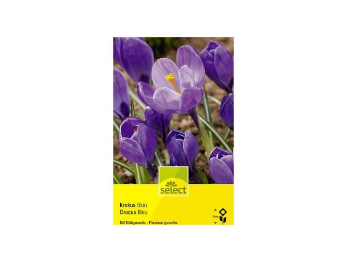 Select Blumenzwiebel Krokus grossblumig, dunkelblau